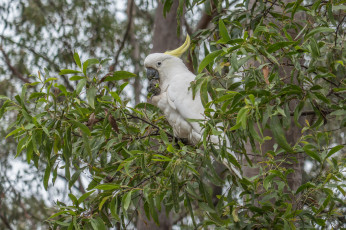Картинка животные попугаи птичка