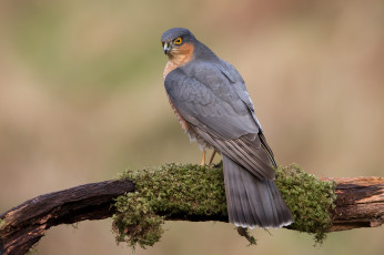 Картинка животные птицы+-+хищники птичка