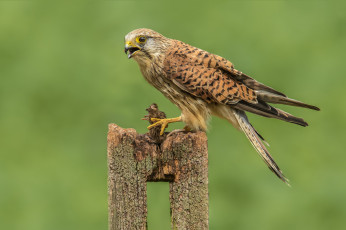 Картинка животные птицы+-+хищники птичка