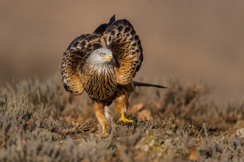 Картинка животные птицы+-+хищники птичка