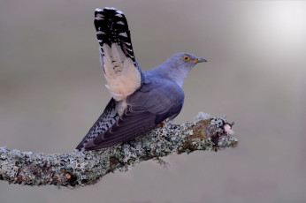 Картинка животные птицы птичка