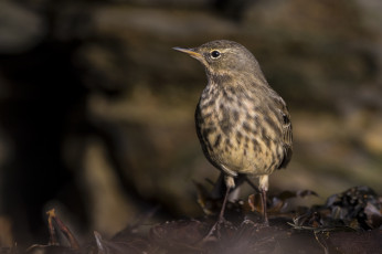 Картинка животные птицы птичка