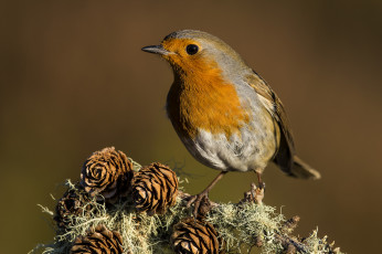 обоя животные, синицы,  лазоревки, птичка