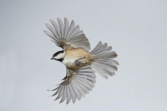 Картинка животные синицы +лазоревки птичка