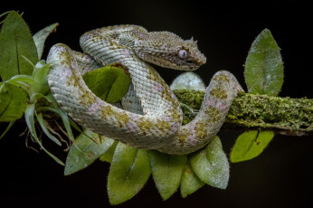 Картинка животные змеи +питоны +кобры змея