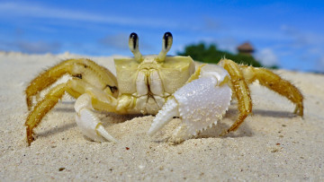 Картинка животные крабы +раки краб