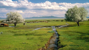 Картинка животные лошади цветение деревья горы облака ручей трава пастбище табун