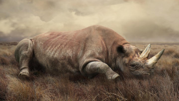 Картинка животные носороги носорог