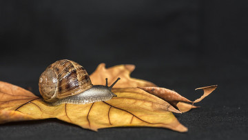 Картинка животные улитки улитка лист макро