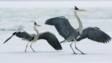 Картинка животные журавли японские