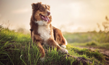 Картинка животные собаки собака взгляд
