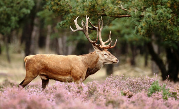 Картинка животные олени луг деревья цветы лес олень
