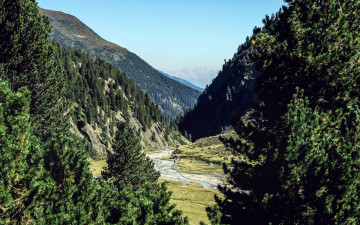 Картинка природа горы лес