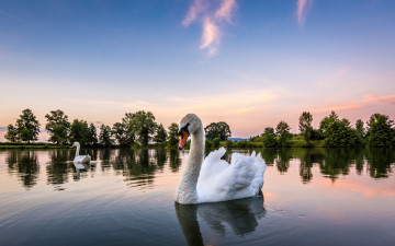 Картинка животные лебеди птичка