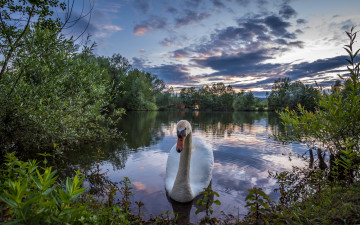 Картинка животные лебеди птичка