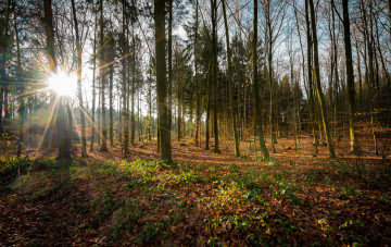 Картинка природа лес деревья