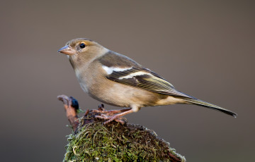 Картинка животные птицы птичка
