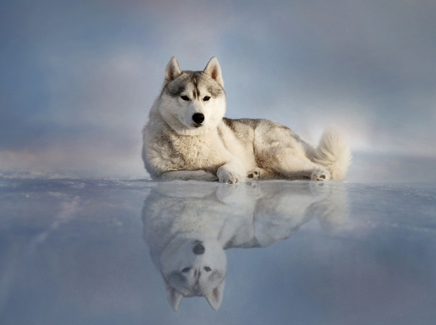 Обои картинки фото животные, собаки, собака, взгляд