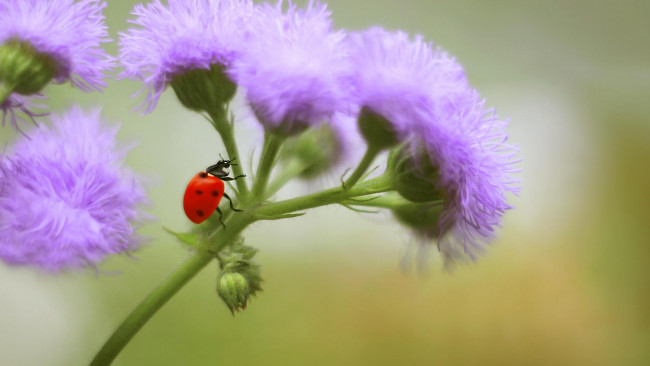 Обои картинки фото животные, божьи коровки, цветок, божья, коровка