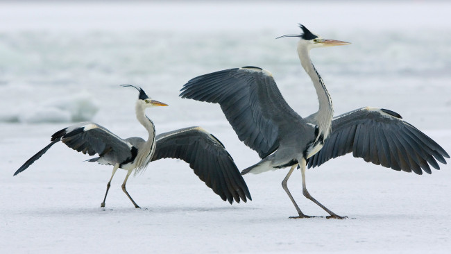 Обои картинки фото животные, журавли, японские