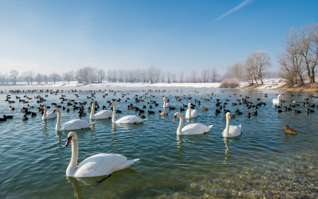 Обои картинки фото животные, разные вместе, птичка