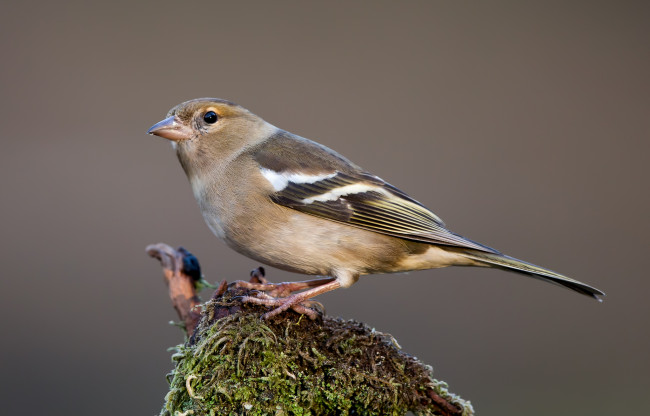 Обои картинки фото животные, птицы, птичка