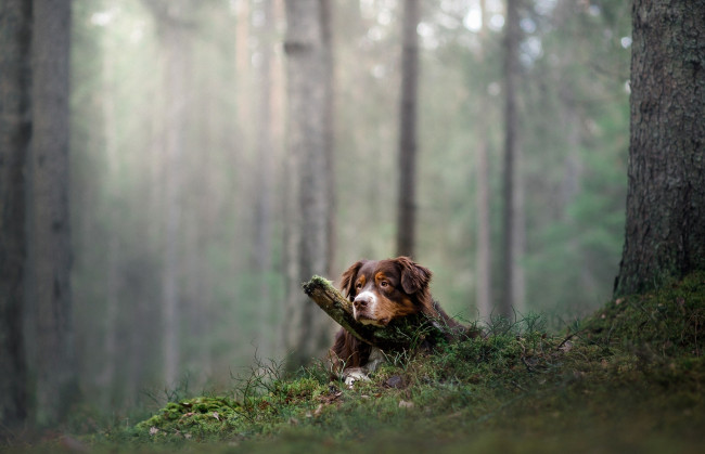Обои картинки фото животные, собаки, взгляд, собака, лес