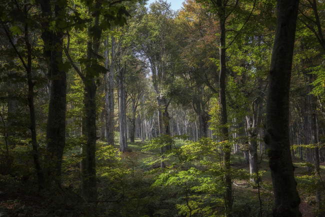 Обои картинки фото природа, лес, деревья