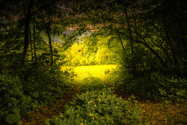 Обои картинки фото природа, лес, деревья