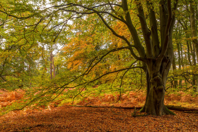 Обои картинки фото природа, лес, деревья