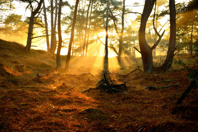 Обои картинки фото природа, лес, деревья