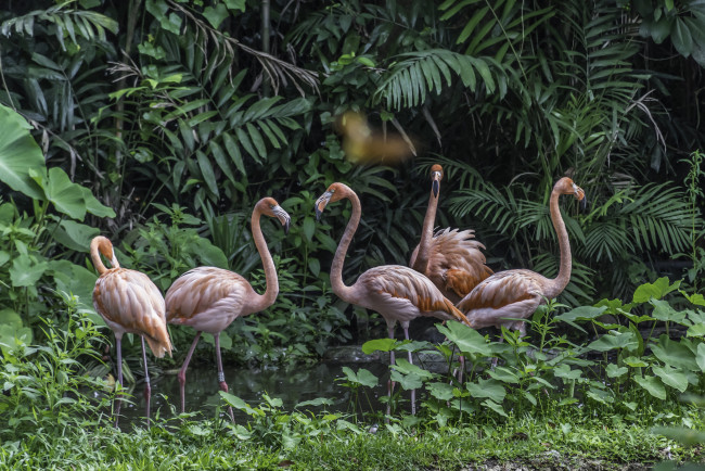 Обои картинки фото животные, фламинго, птичка