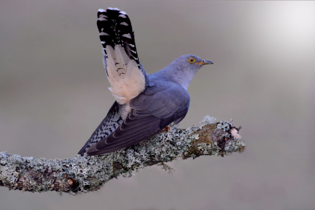 Обои картинки фото животные, птицы, птичка