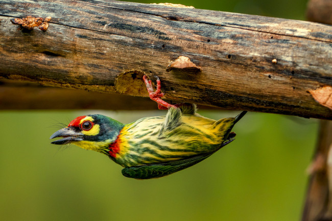 Обои картинки фото животные, птицы, птичка