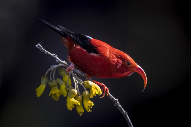 Обои картинки фото животные, птицы, птичка