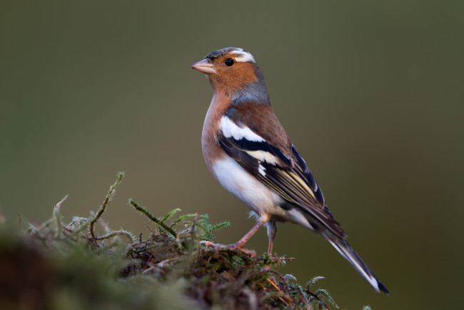 Обои картинки фото животные, птицы, птичка