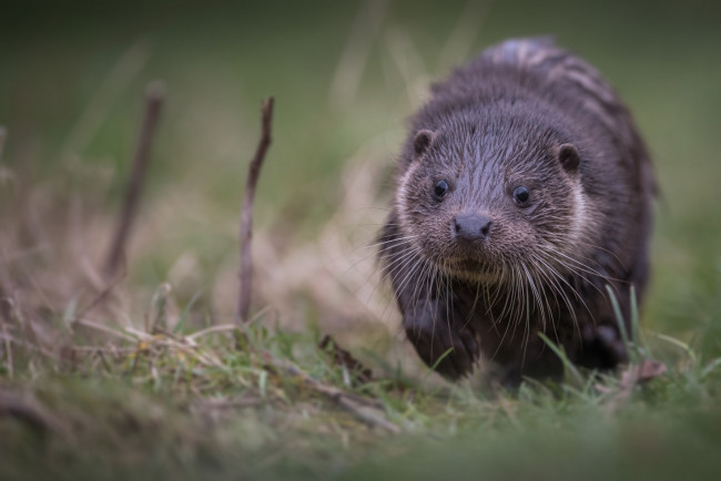 Обои картинки фото животные, выдры,  каланы,  ондатры, выдра