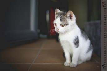 Картинка календари животные кошка взгляд