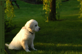 обоя календари, животные, взгляд, собака