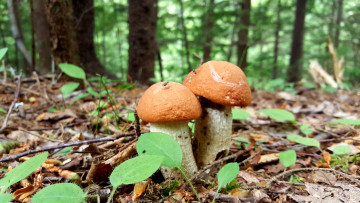 Картинка природа грибы простор