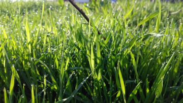 Картинка природа макро трава