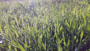 Картинка природа макро трава