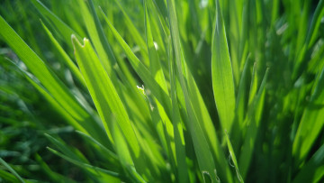 Картинка природа макро трава весна 2018