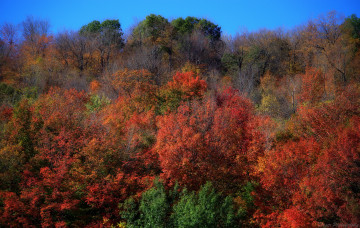 Картинка природа лес простор