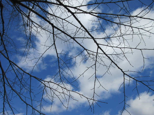 Обои картинки фото природа, деревья, ветки