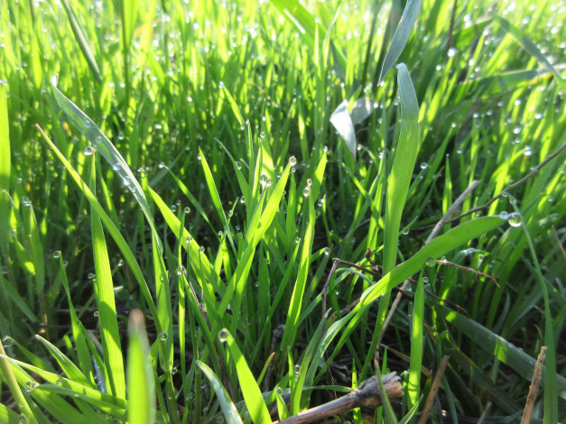 Обои картинки фото природа, макро, апрель, весна, 2018