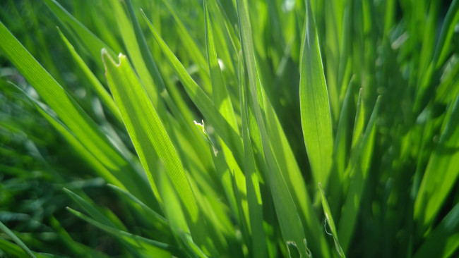 Обои картинки фото природа, макро, трава, весна, 2018