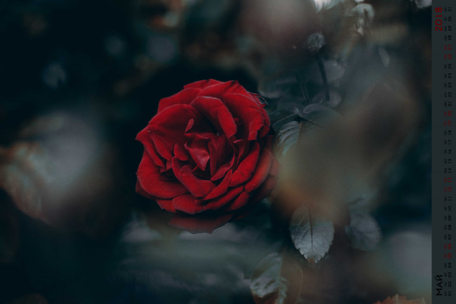 Обои картинки фото календари, цветы, бутон