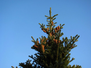 Картинка природа шишки +жёлуди +каштаны