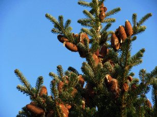 Картинка природа шишки +жёлуди +каштаны